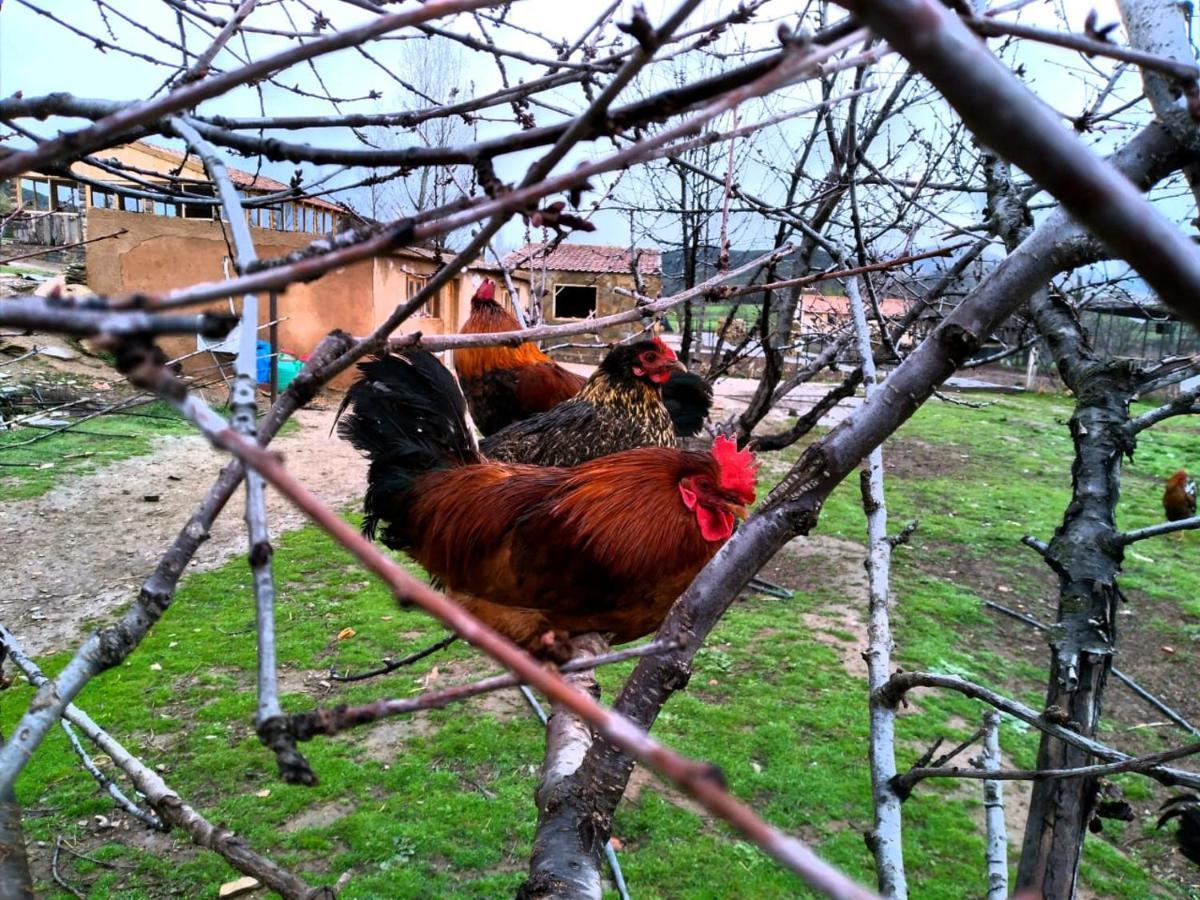 Ferme D'Hote La Vallee Azrou Εξωτερικό φωτογραφία